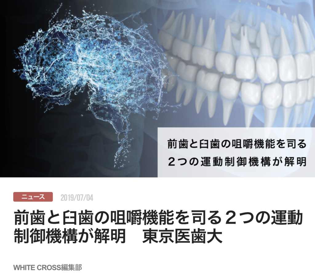 前歯と臼歯の咀嚼機能を司る２つの運動制御機構が解明　東京医歯大